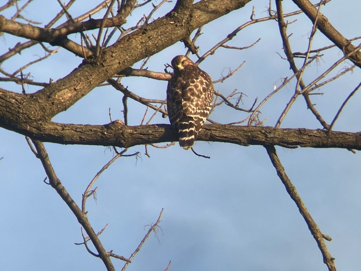 Red-shouldered Hawk - ML645333656