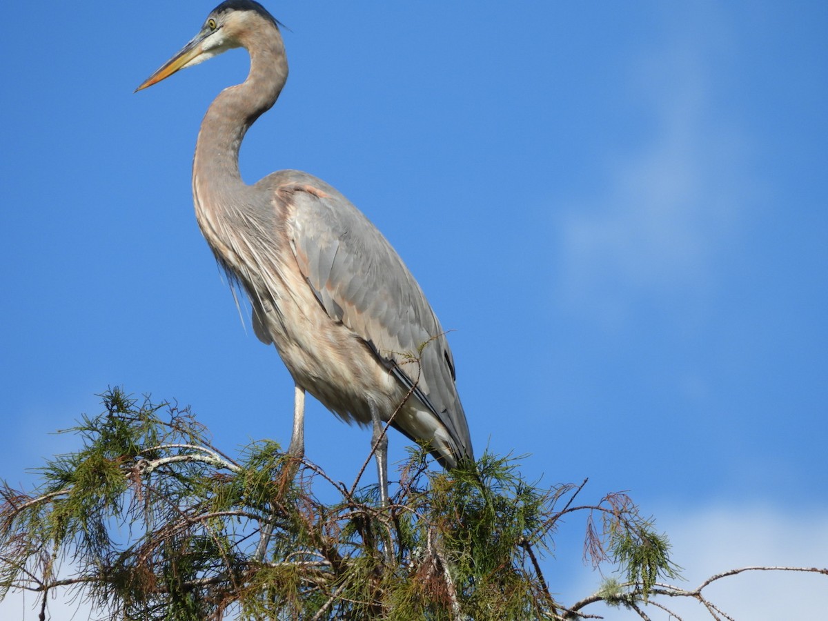 Great Blue Heron - ML645333664