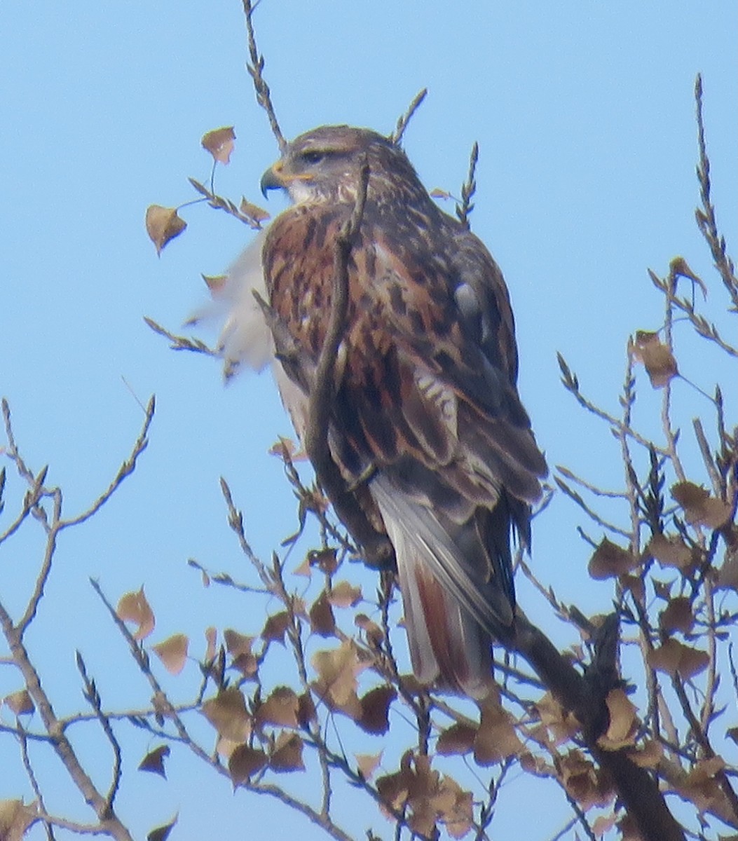 Ferruginous Hawk - ML645333675