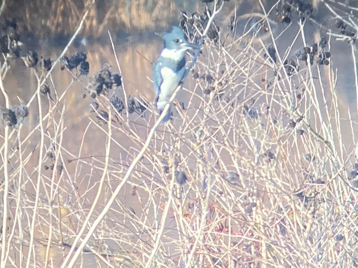 Belted Kingfisher - ML645333676