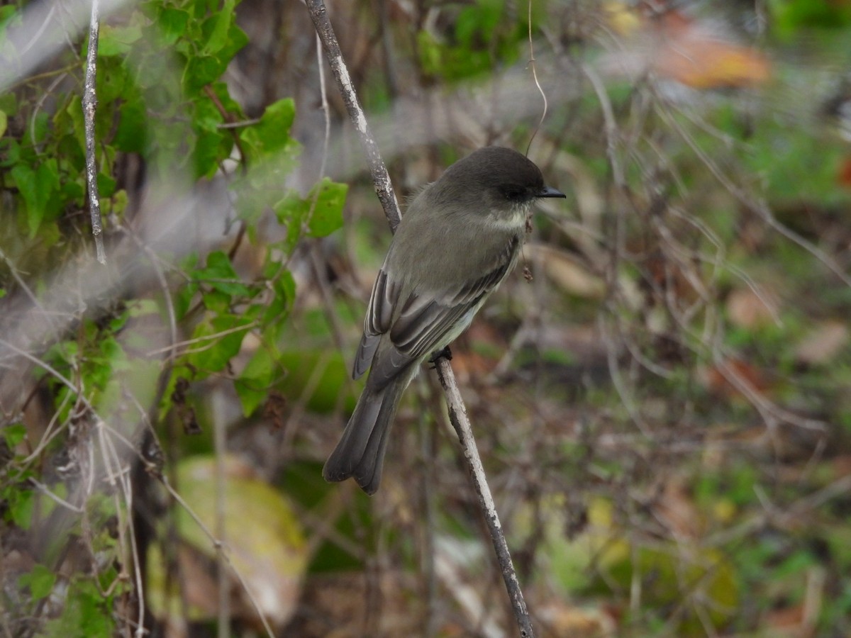 Eastern Phoebe - ML645333686