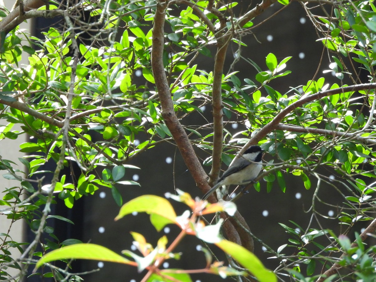 Carolina Chickadee - ML645333692