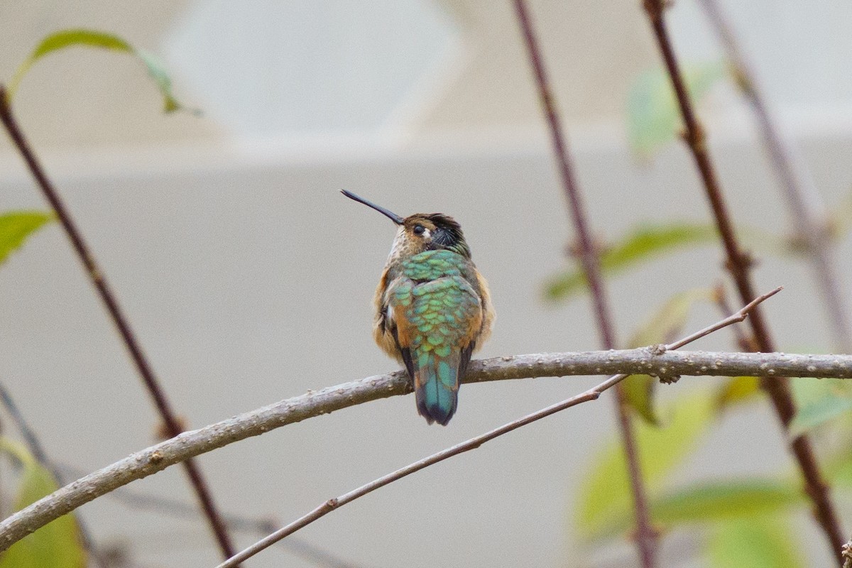 Rufous Hummingbird - ML645333694
