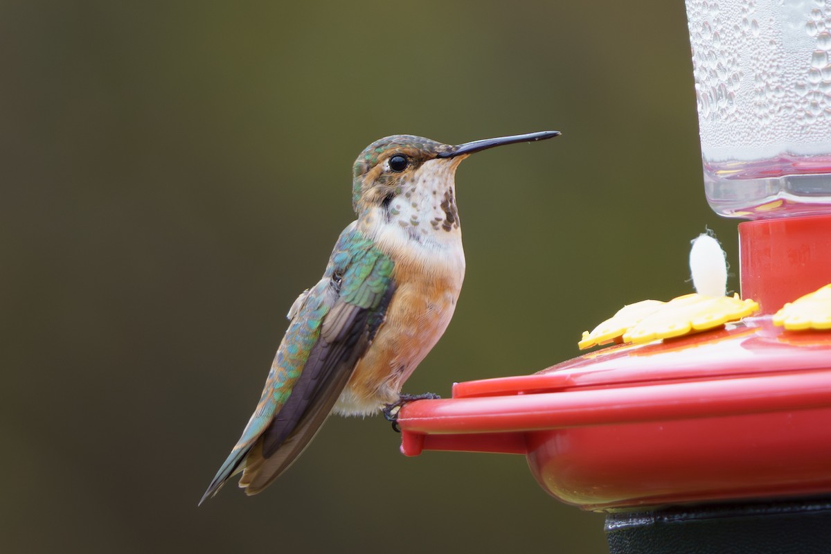 Rufous Hummingbird - ML645333695