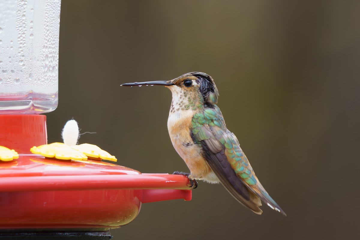 Rufous Hummingbird - ML645333696
