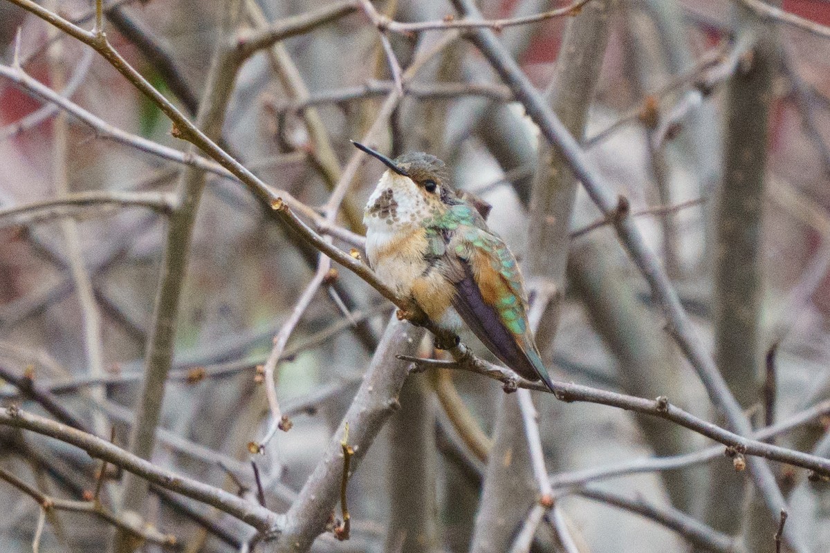 Rufous Hummingbird - ML645333697