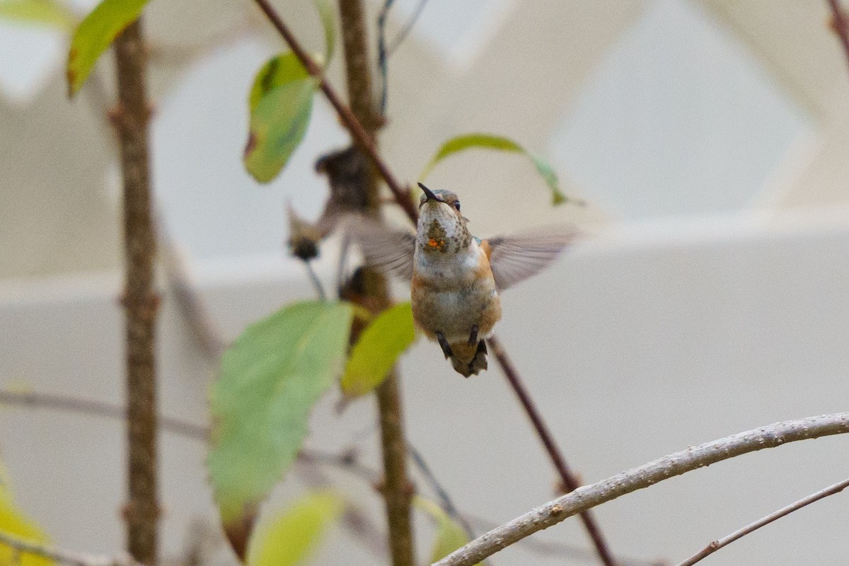 Rufous Hummingbird - ML645333698