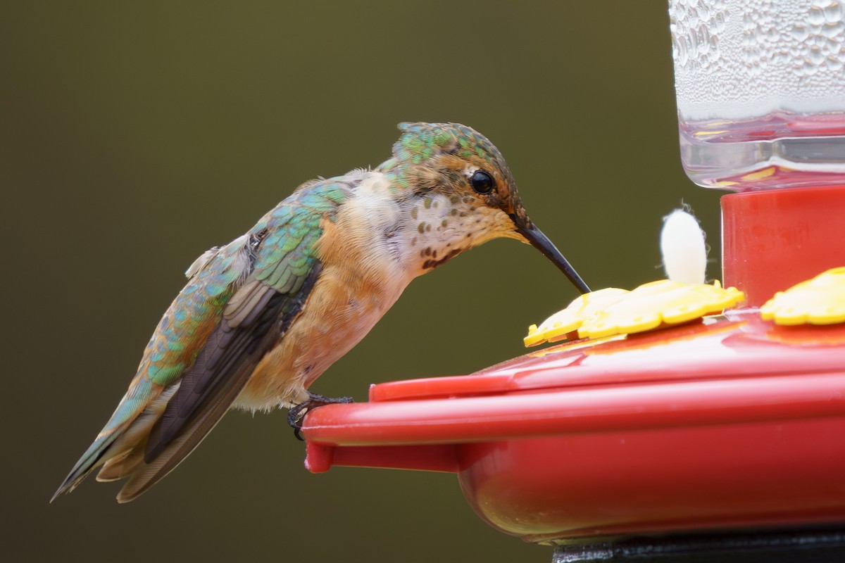 Rufous Hummingbird - ML645333699