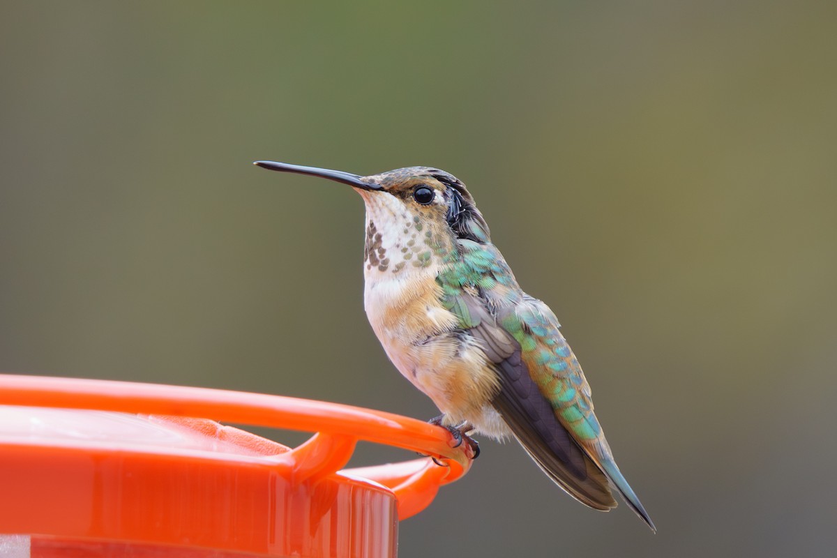 Rufous Hummingbird - ML645333700
