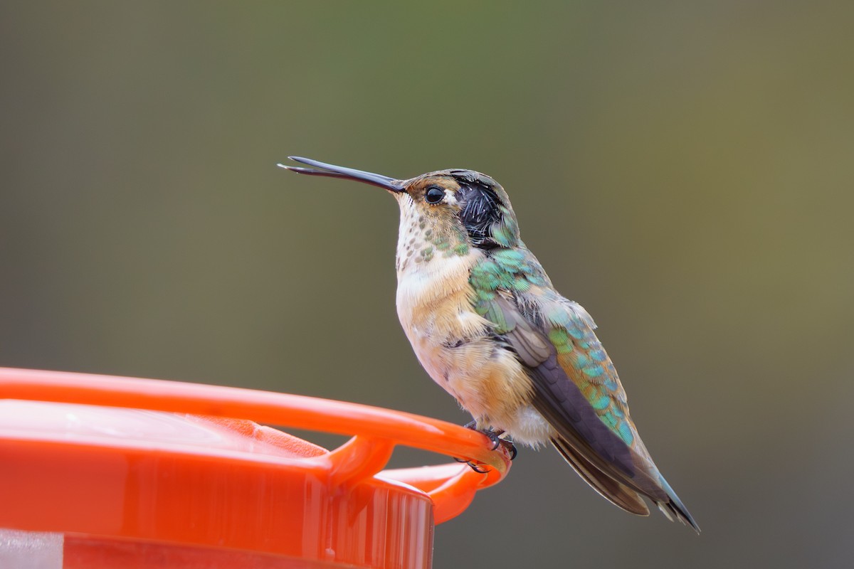 Rufous Hummingbird - ML645333701