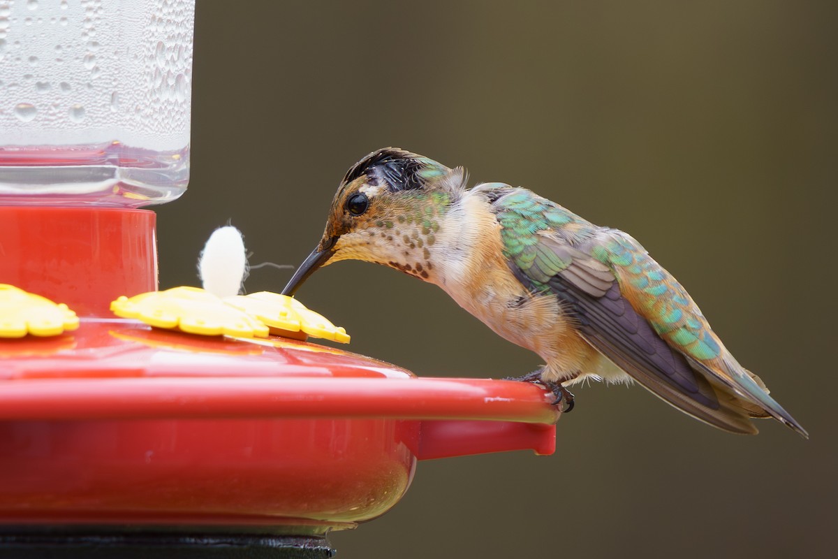 Rufous Hummingbird - ML645333702
