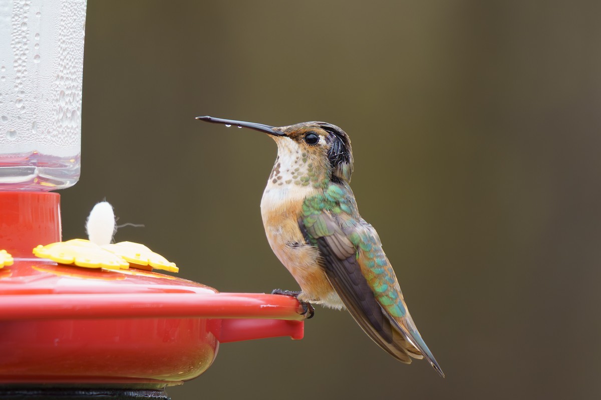 Rufous Hummingbird - ML645333703