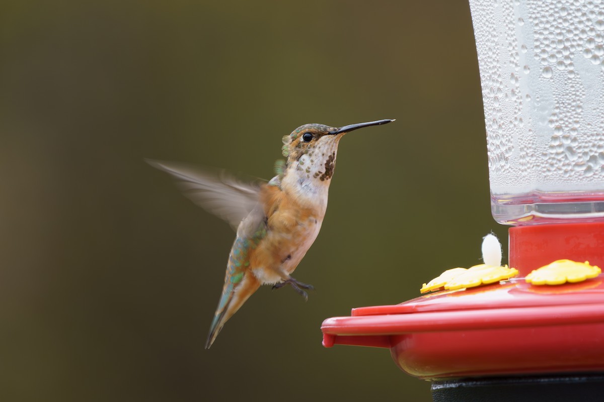 Rufous Hummingbird - ML645333704