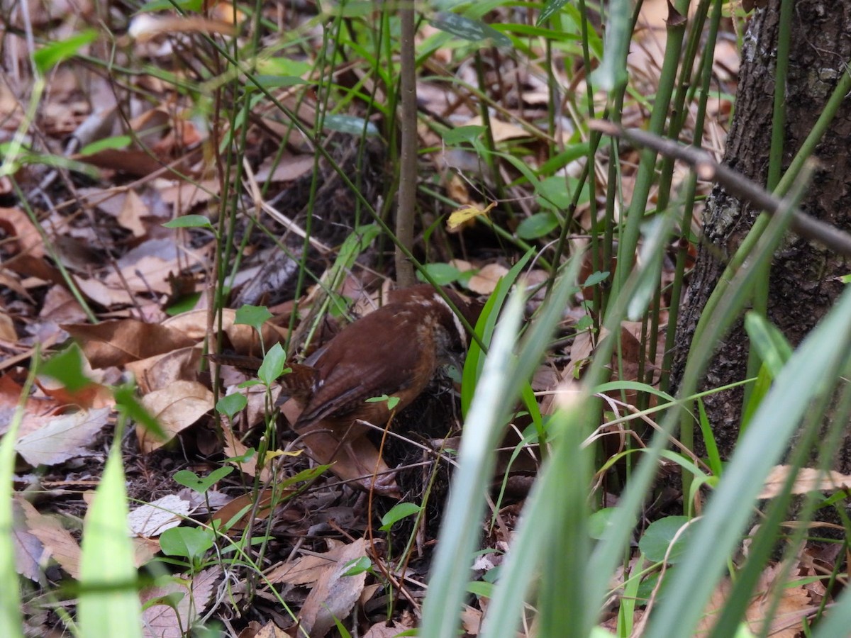 Carolina Wren - ML645333713