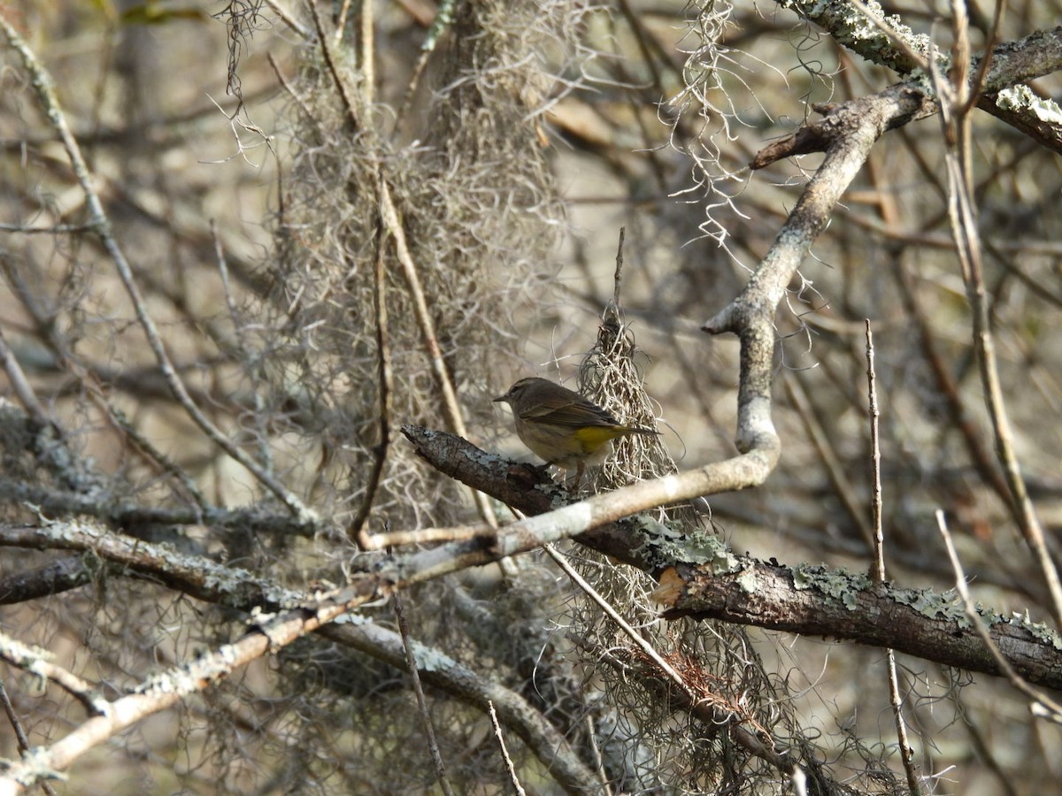 Palm Warbler - ML645333722