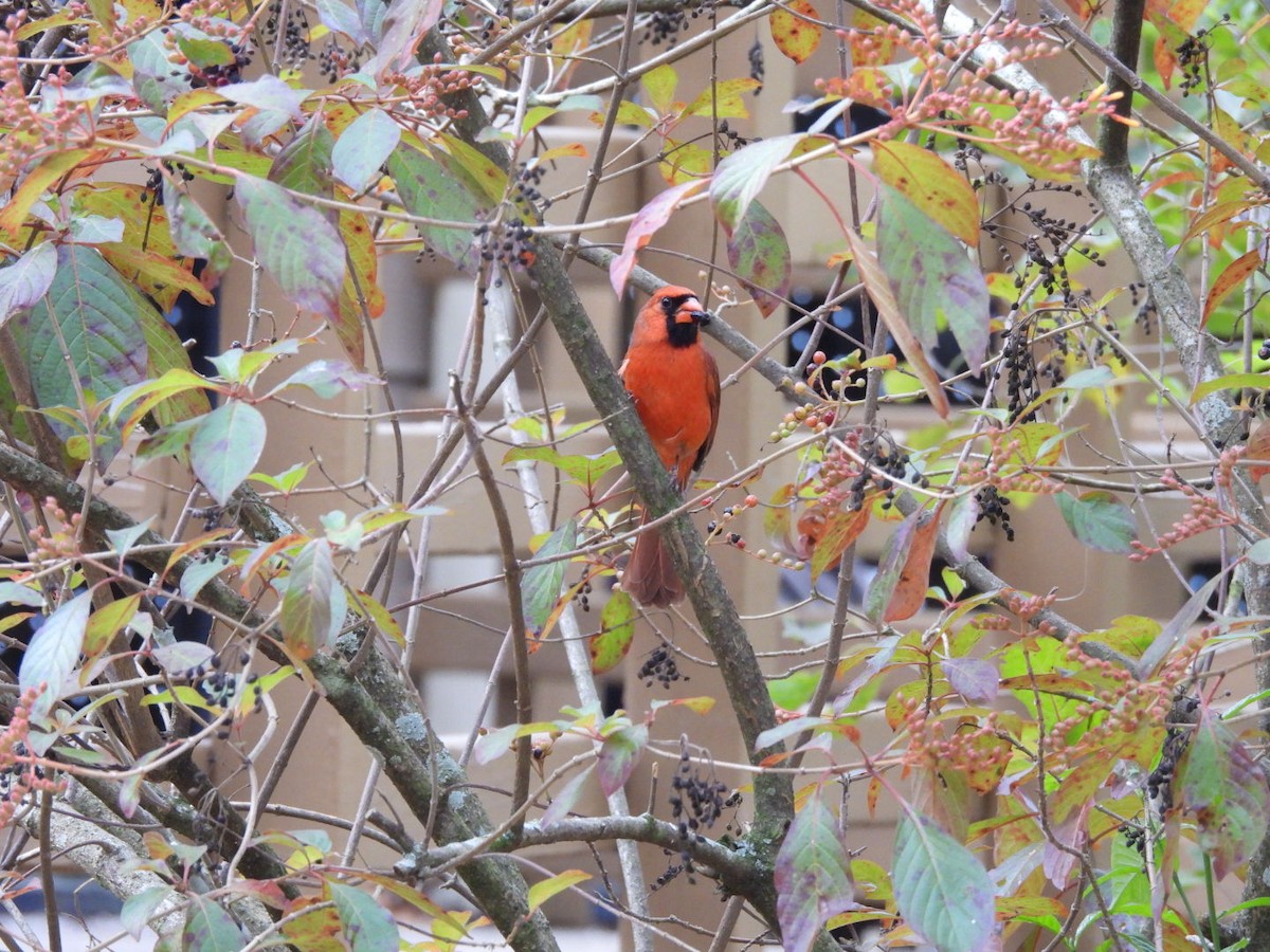 Northern Cardinal - ML645333730