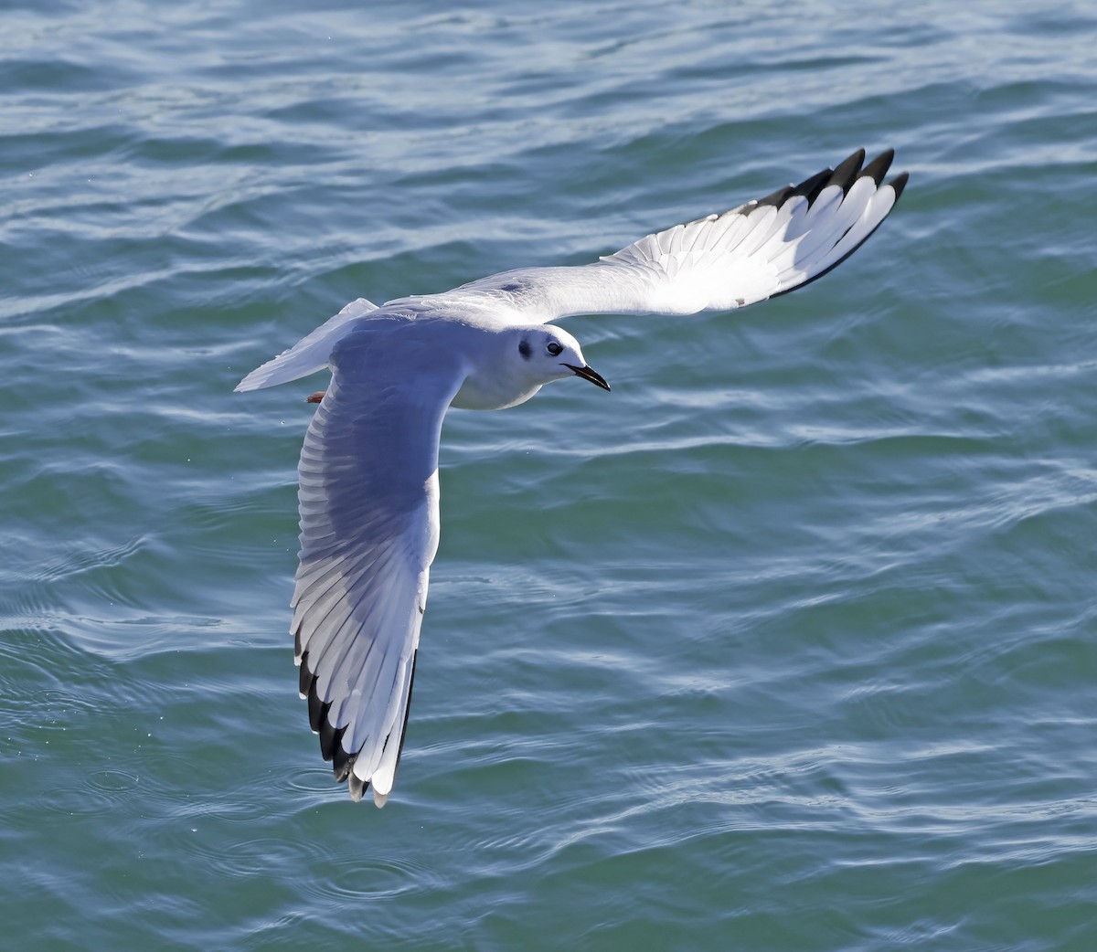 Bonaparte's Gull - ML645333744
