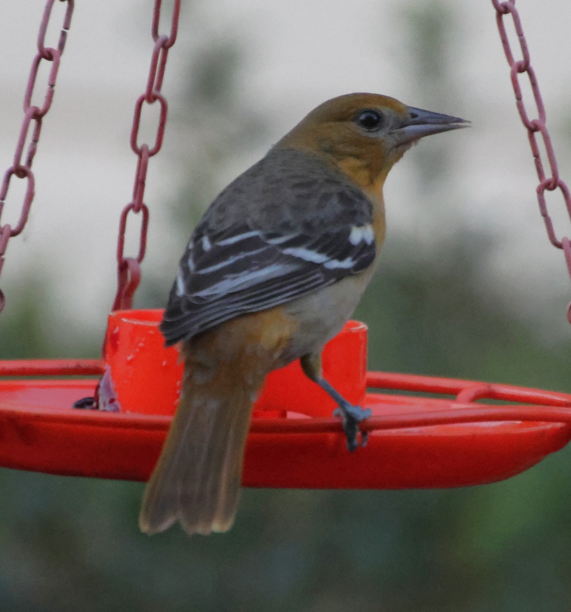 Балтиморский трупиал - ML645333757