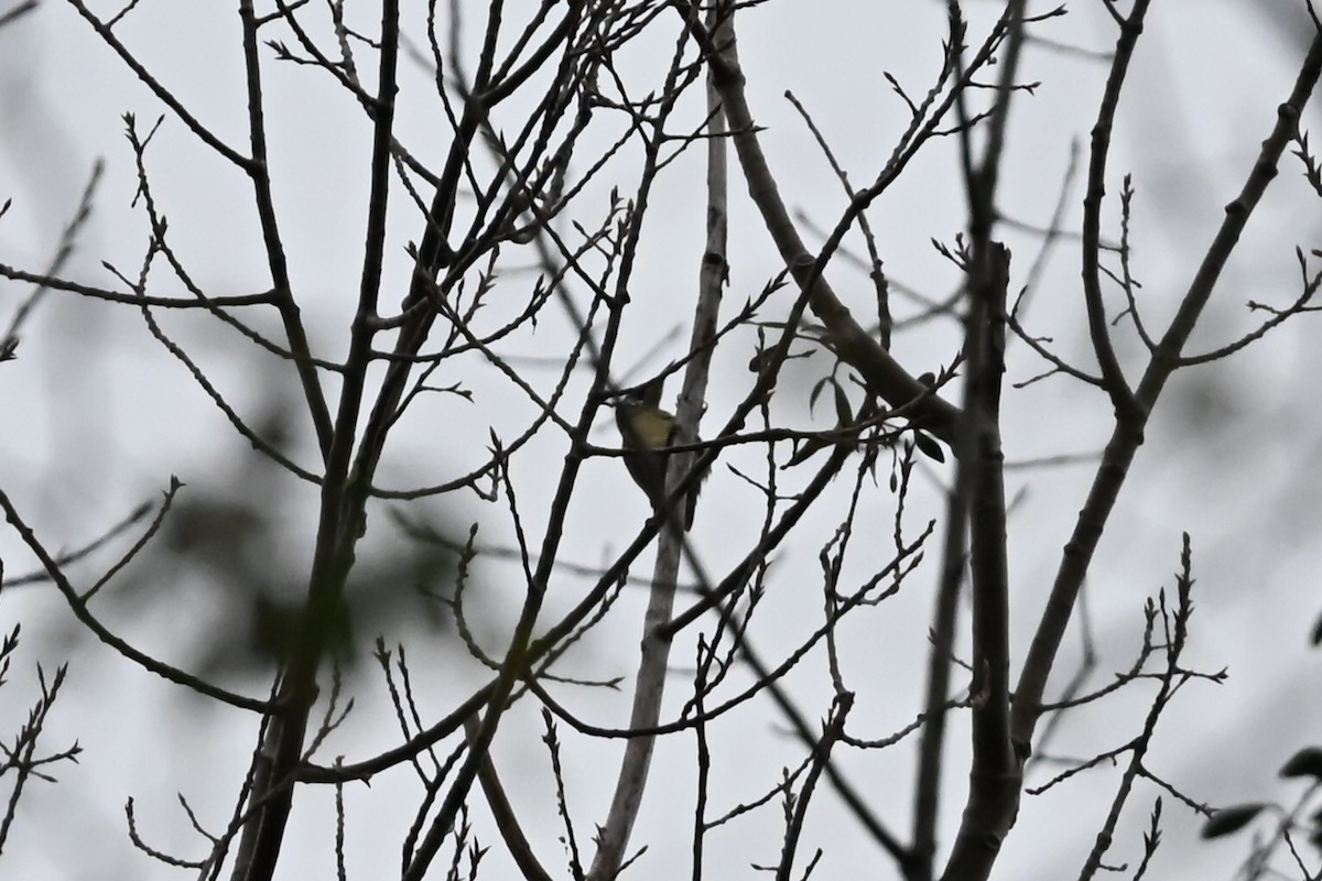 נקר ירוק - ML645333767