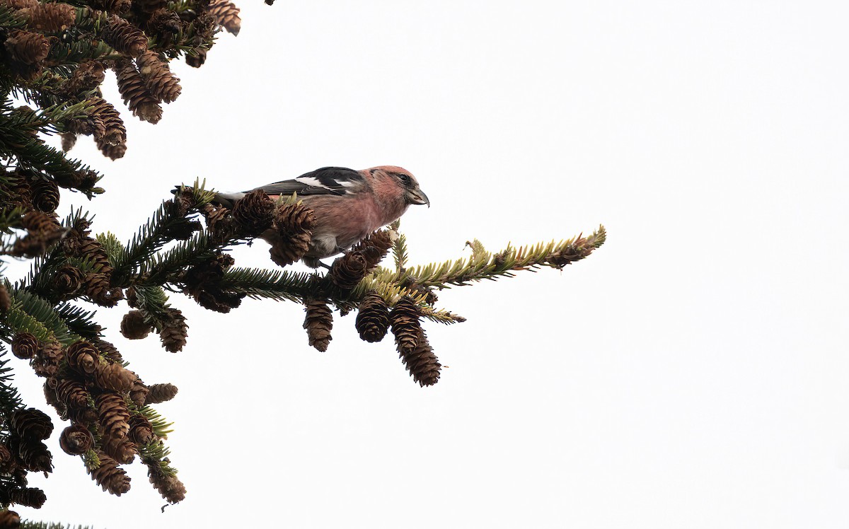 båndkorsnebb - ML645333769