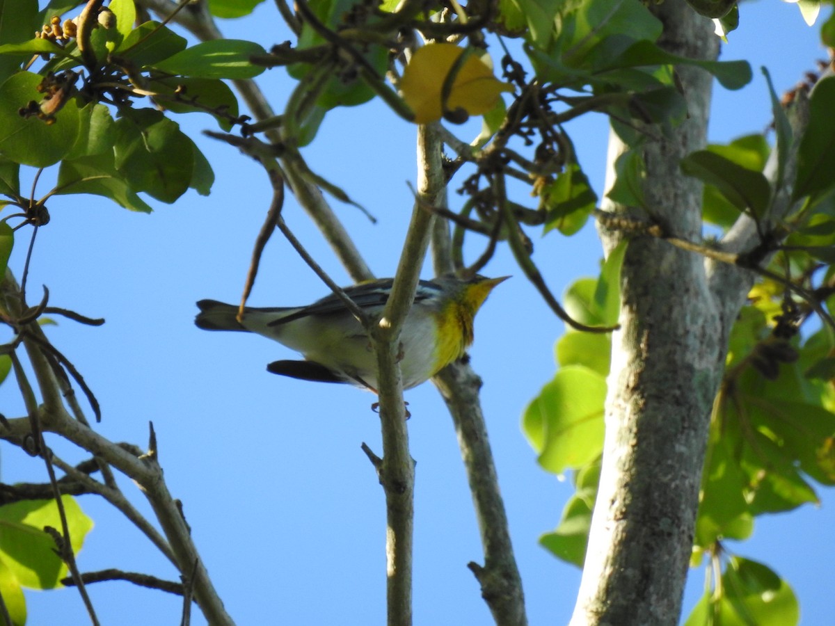 Northern Parula - ML645333771