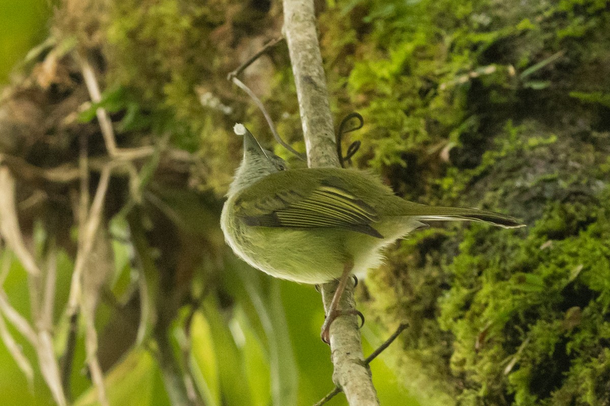 Yellow-winged Flatbill - ML645333781