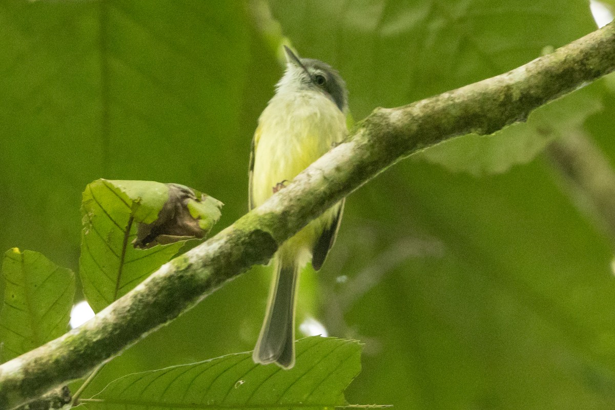 Yellow-winged Flatbill - ML645333783