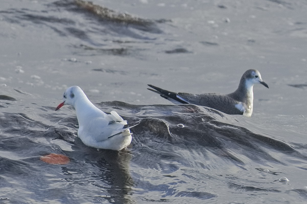 Black-headed Gull - ML645333787