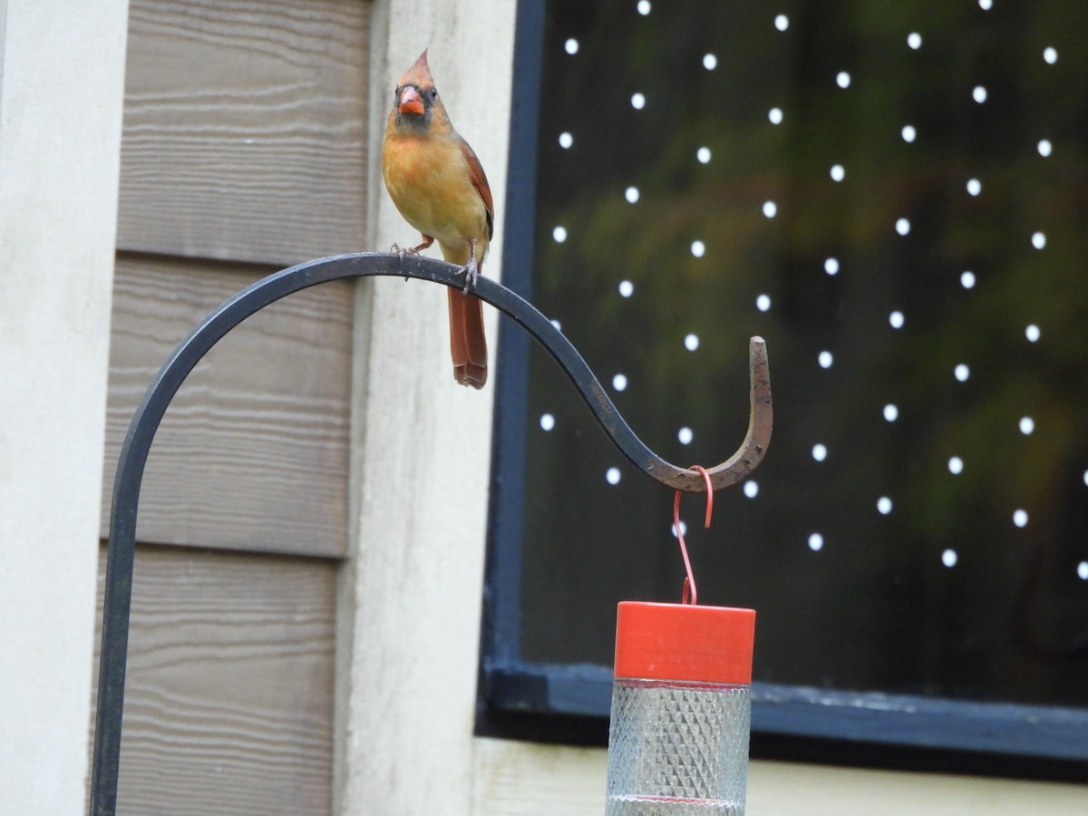 Northern Cardinal - ML645333800