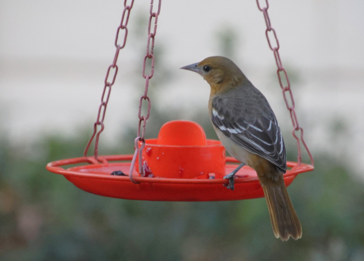 Балтиморский трупиал - ML645333806