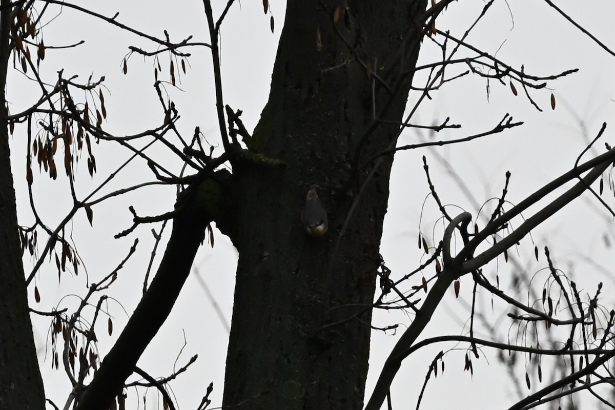 Повзик звичайний - ML645333808