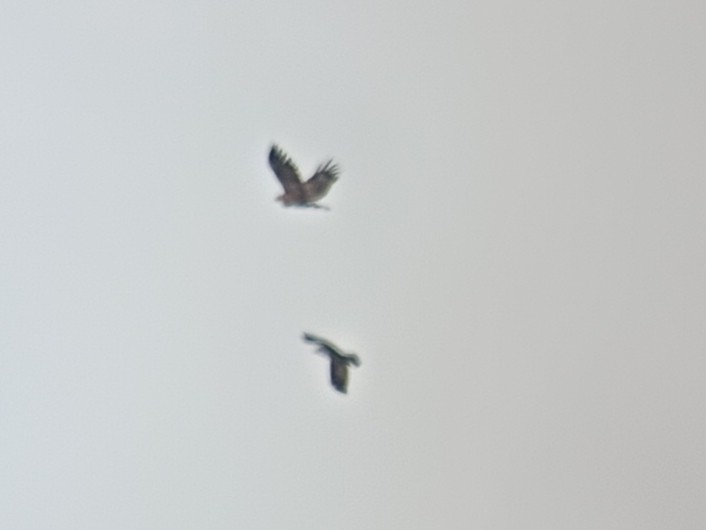 Greater Spotted Eagle - ML645333821