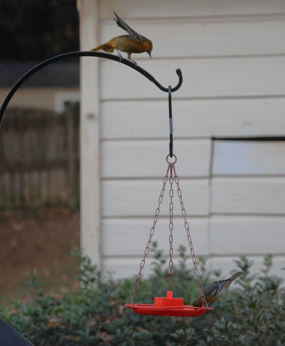 Балтиморский трупиал - ML645333844