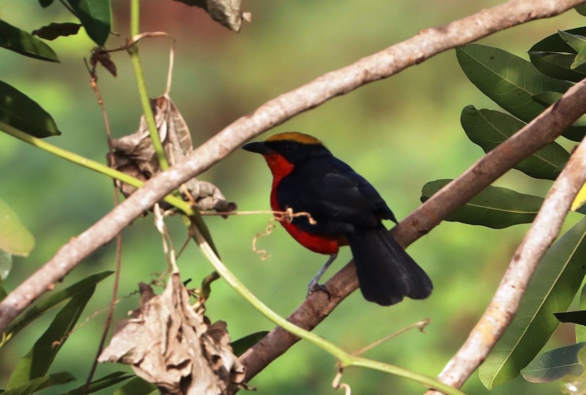 Sarı Başlı Kırmızı Bubu - ML645333862