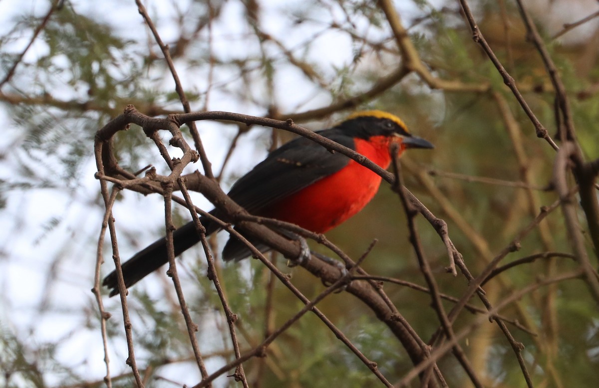 Sarı Başlı Kırmızı Bubu - ML645333863