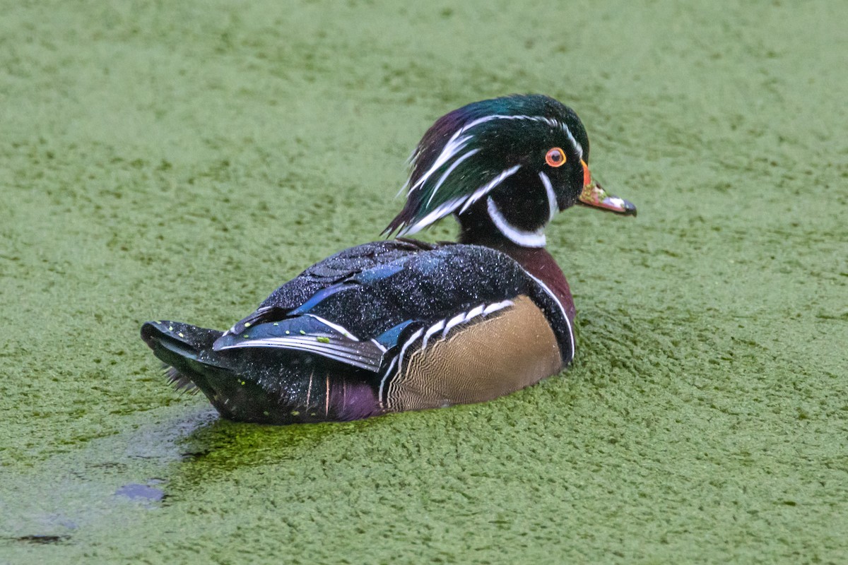 Wood Duck - ML645333893