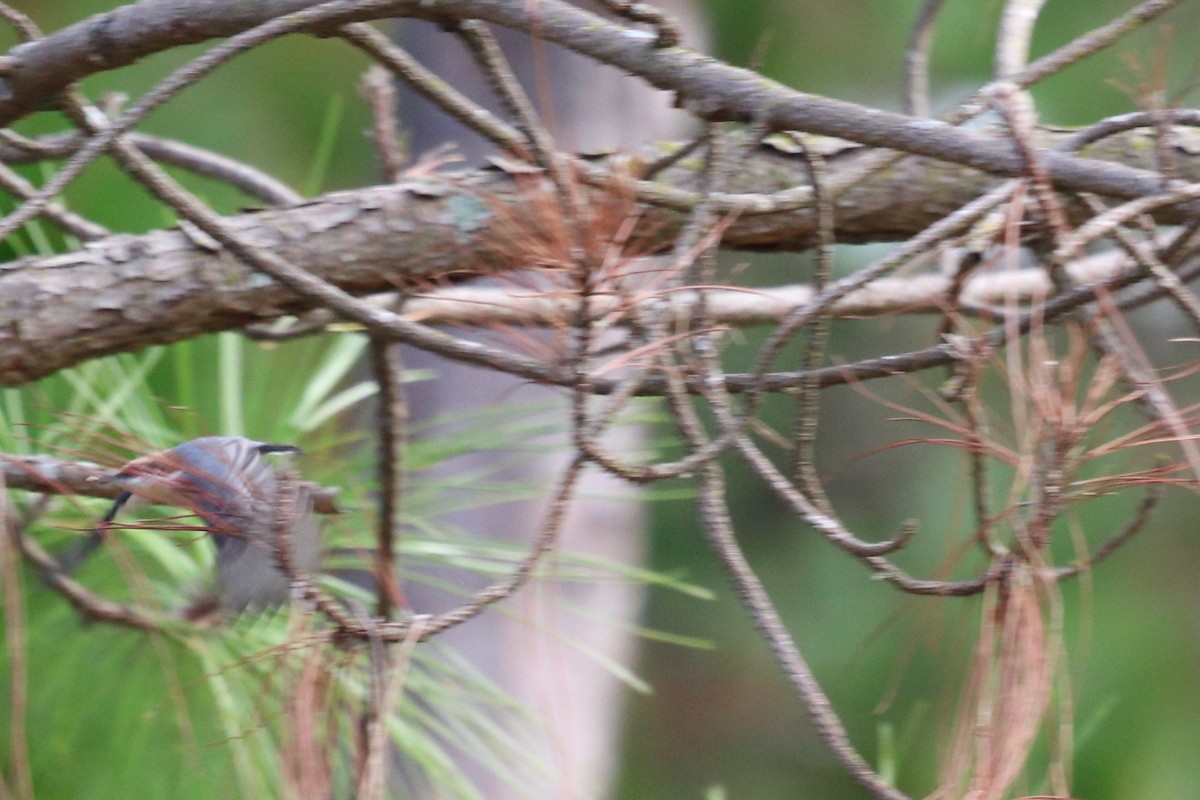 brhlík hnědohlavý - ML645333900