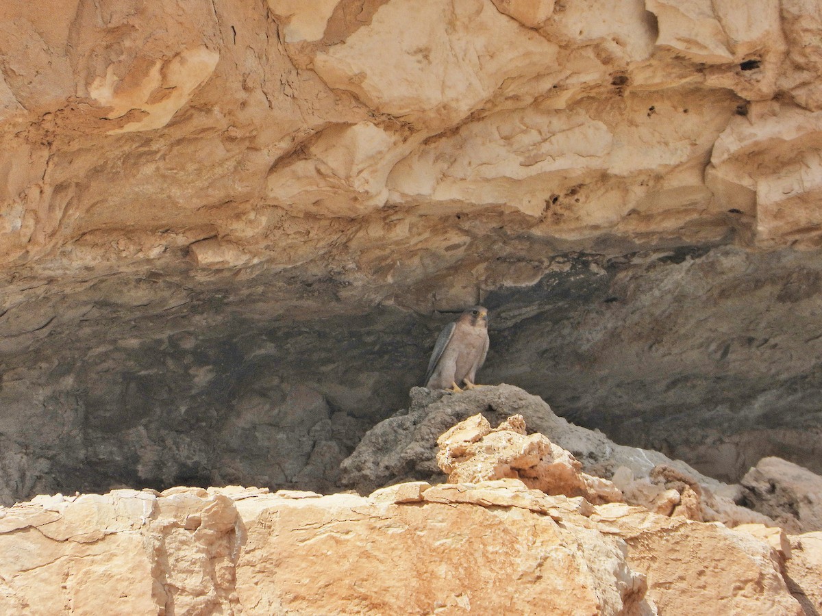 sokol stěhovavý (ssp. babylonicus) - ML645333904