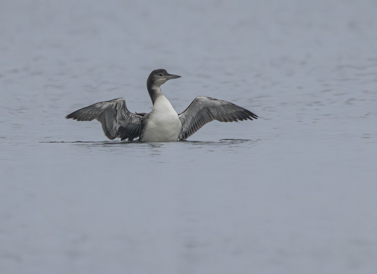 Common Loon - ML645333905