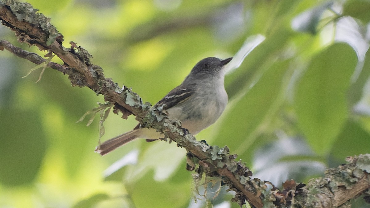 Gray-headed Elaenia - ML645333907