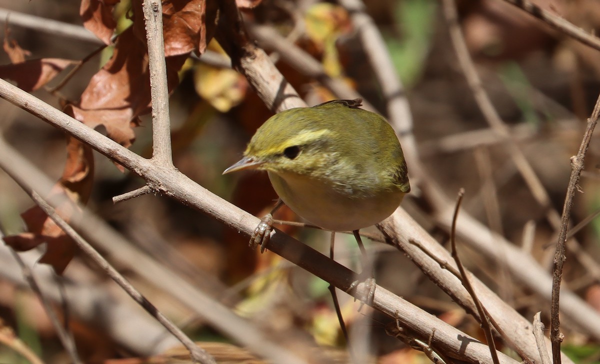 Пеночка-трещотка - ML645333950