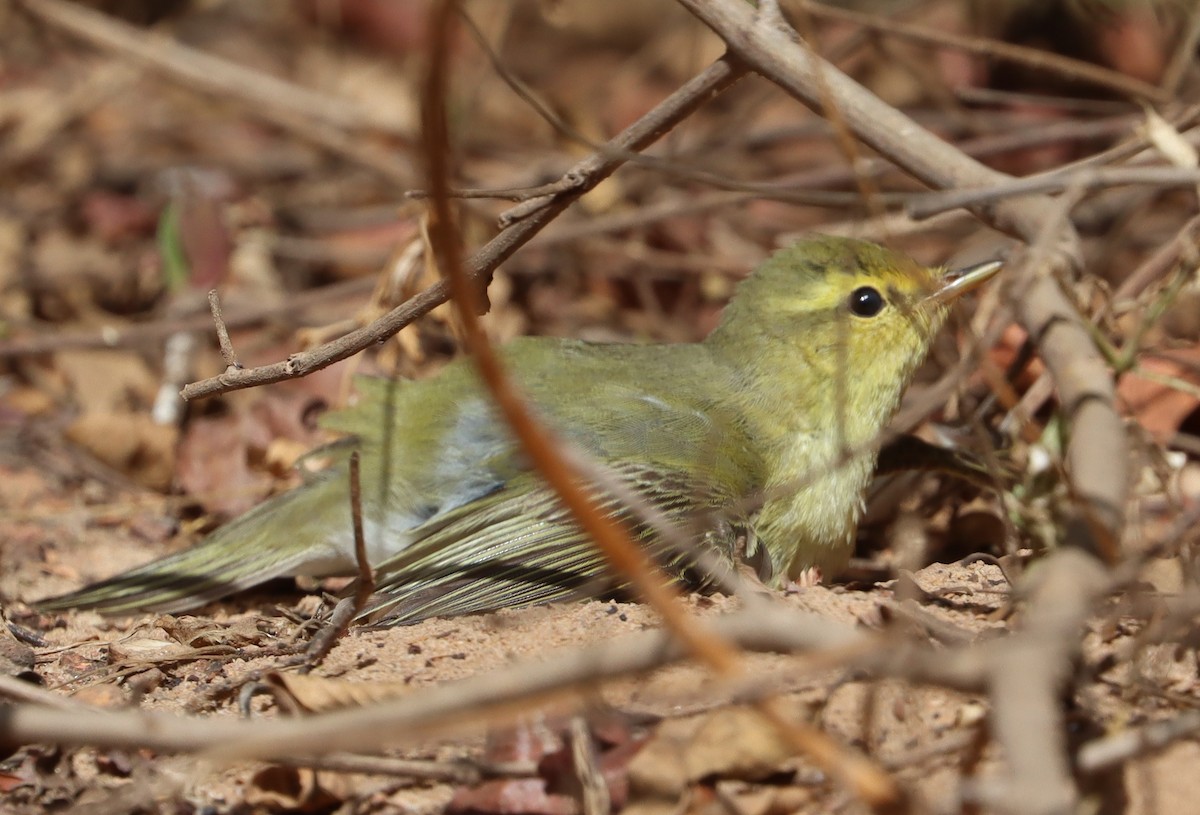 Пеночка-трещотка - ML645333951