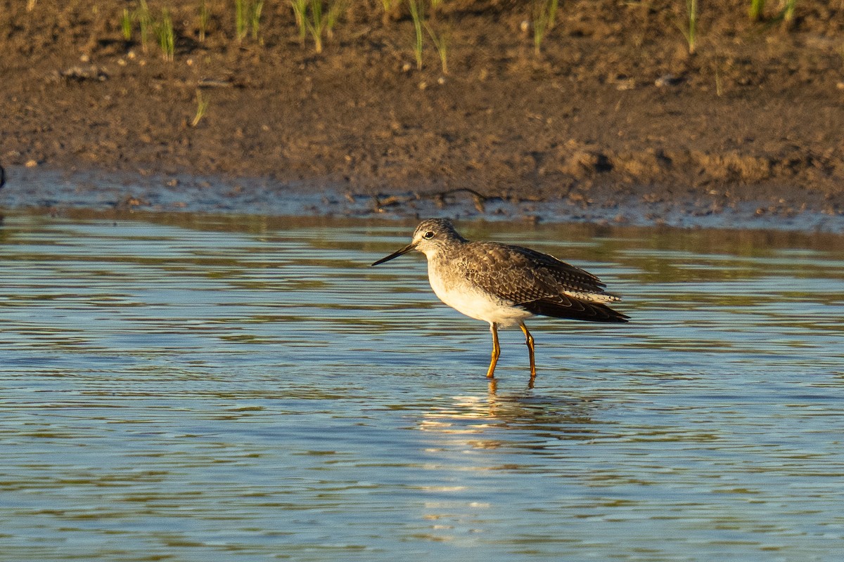 Greater Yellowlegs - ML645333958