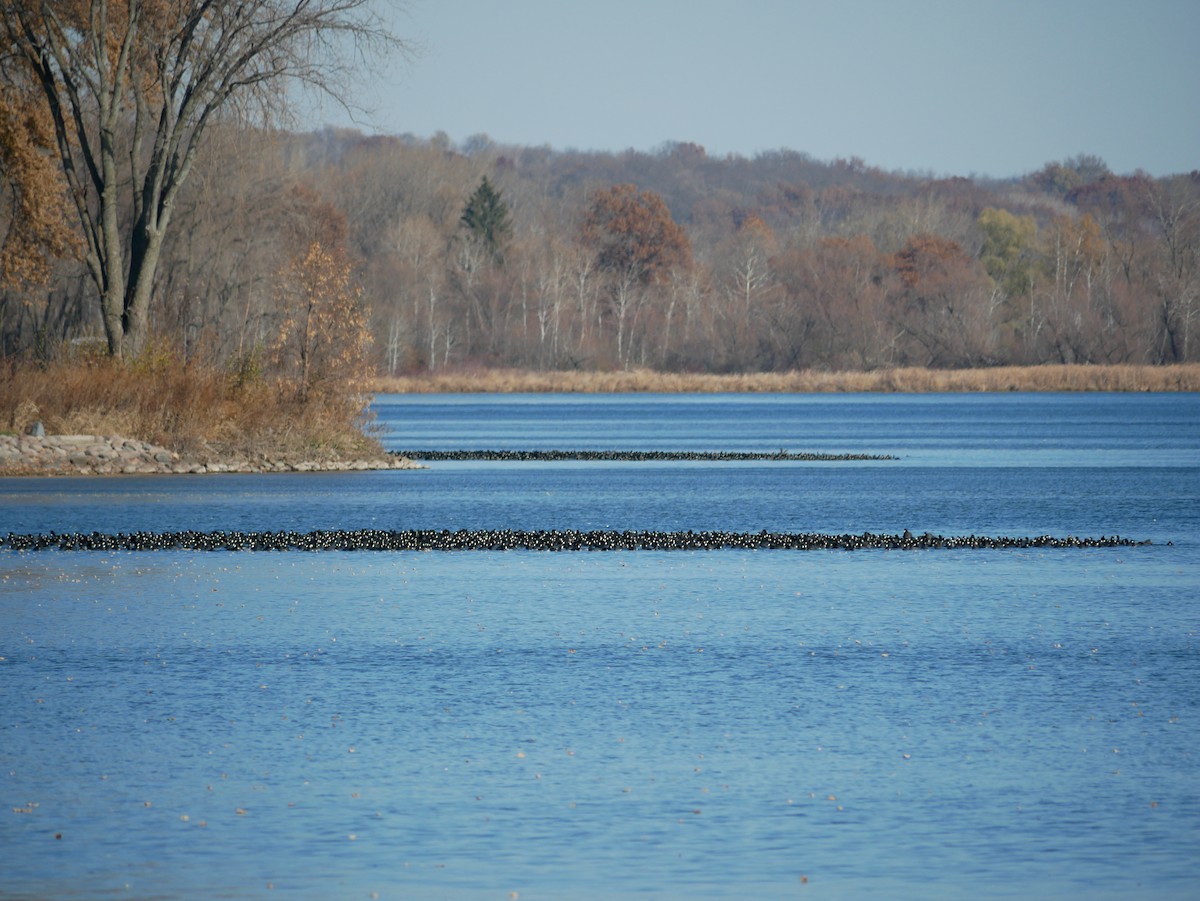 American Coot - ML645333959