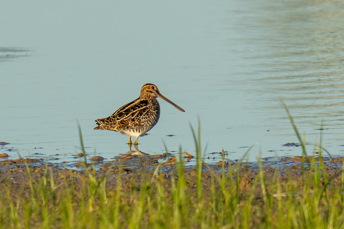 Wilson's Snipe - ML645333961