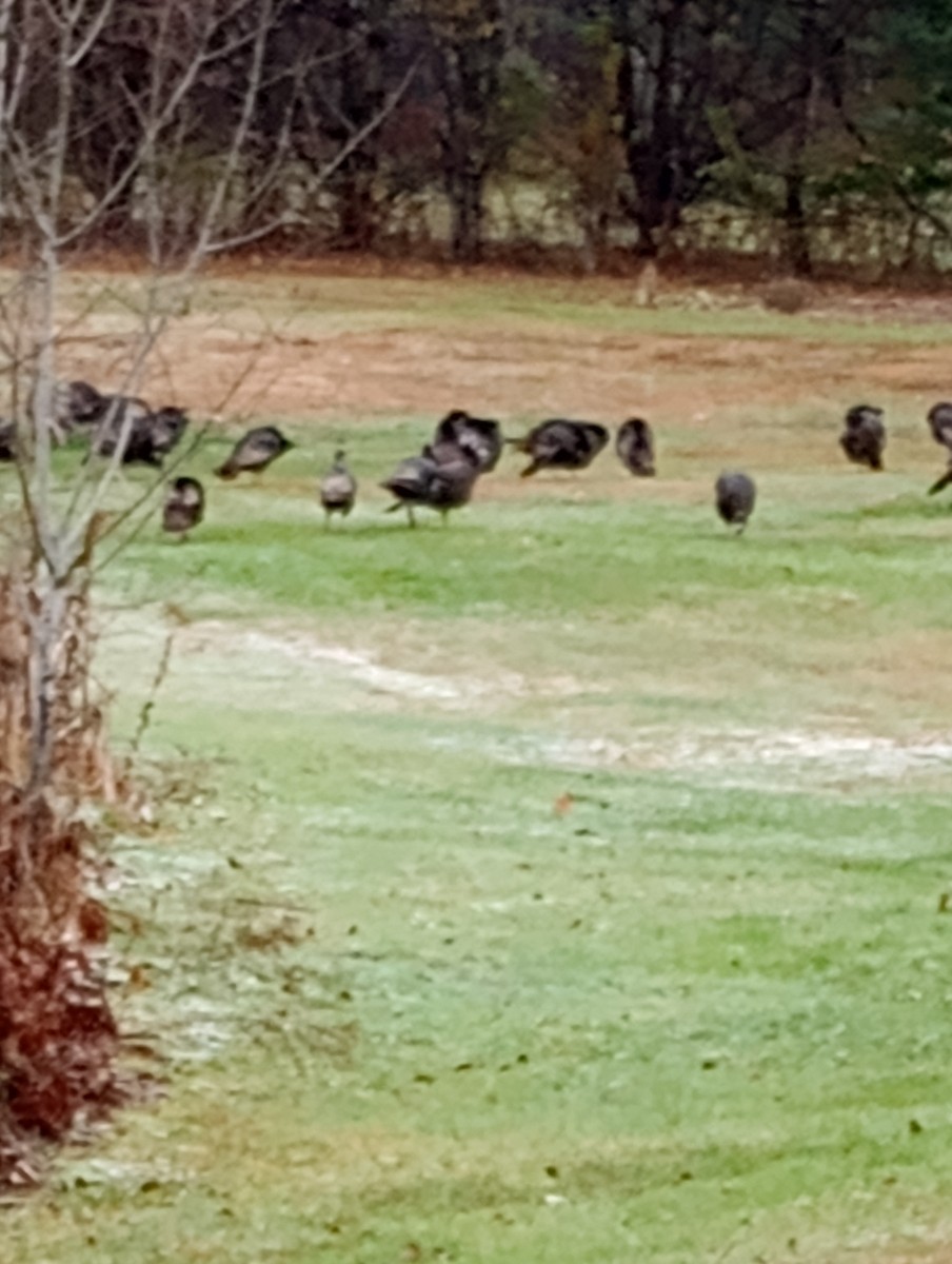 krocan divoký - ML645333992