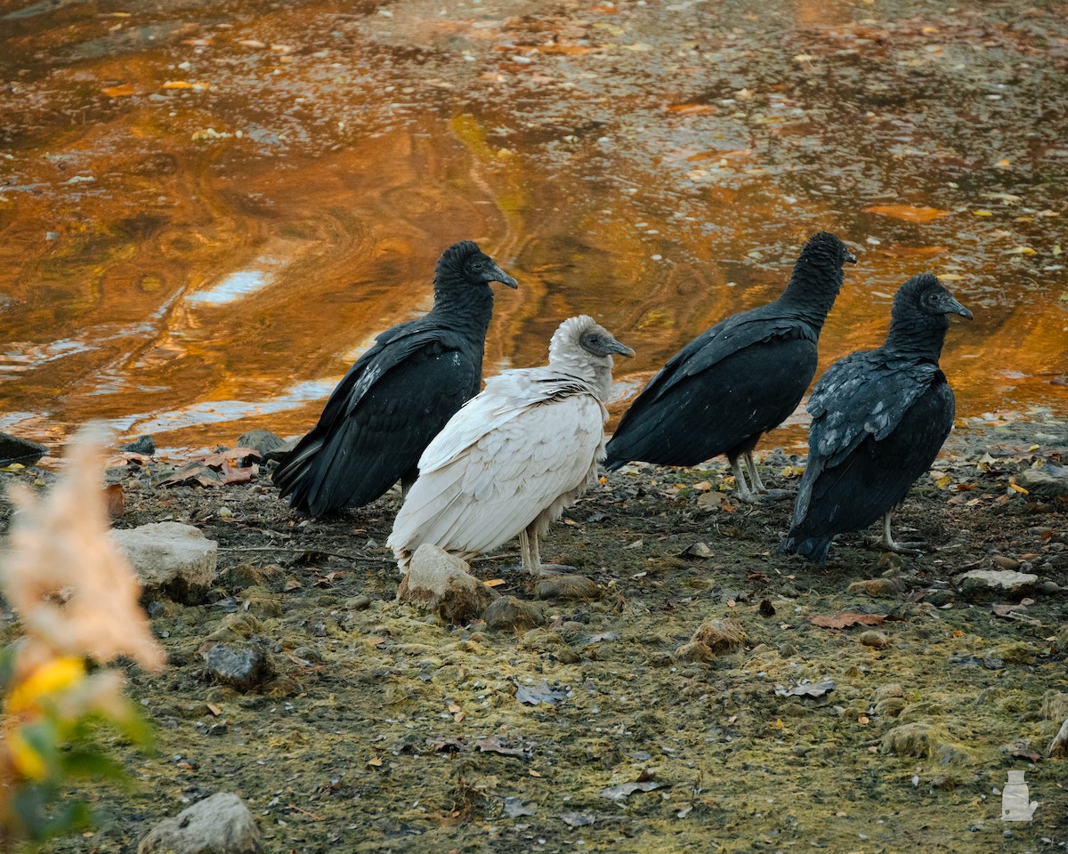 Black Vulture - ML645334018