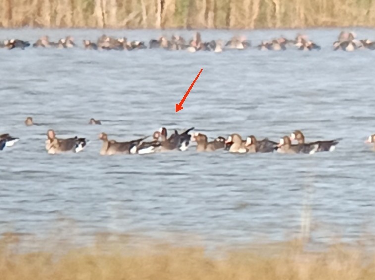 אווז קטן - ML645334028