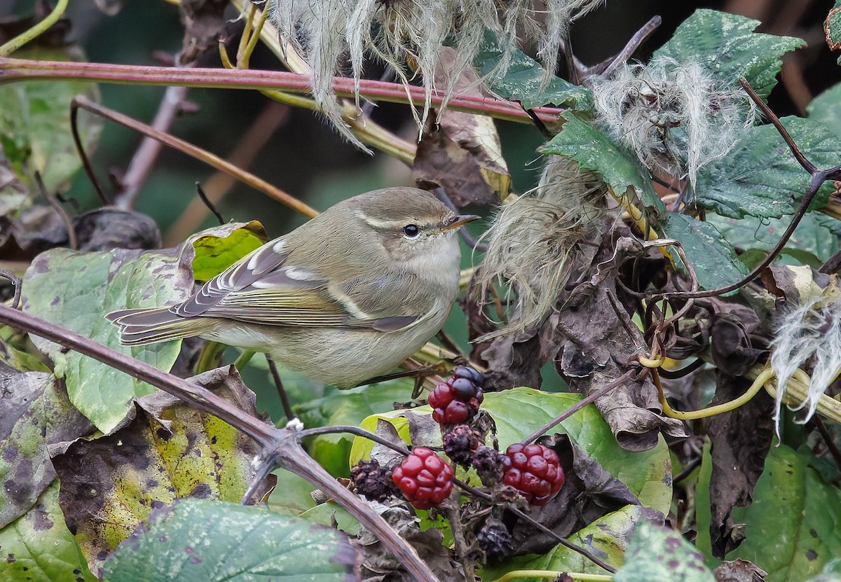 budníček altajský - ML645334042