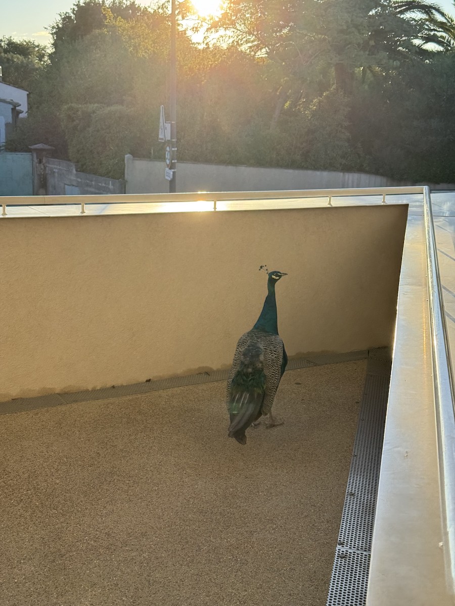 Indian Peafowl (Domestic type) - ML645334043
